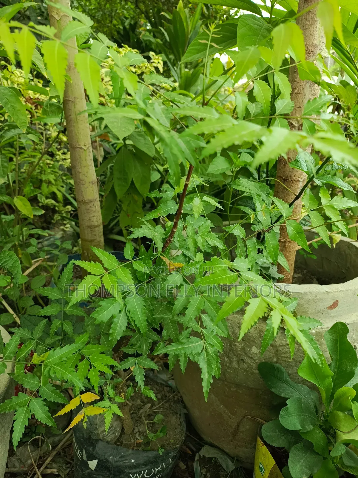 Dongoyaro Plant
