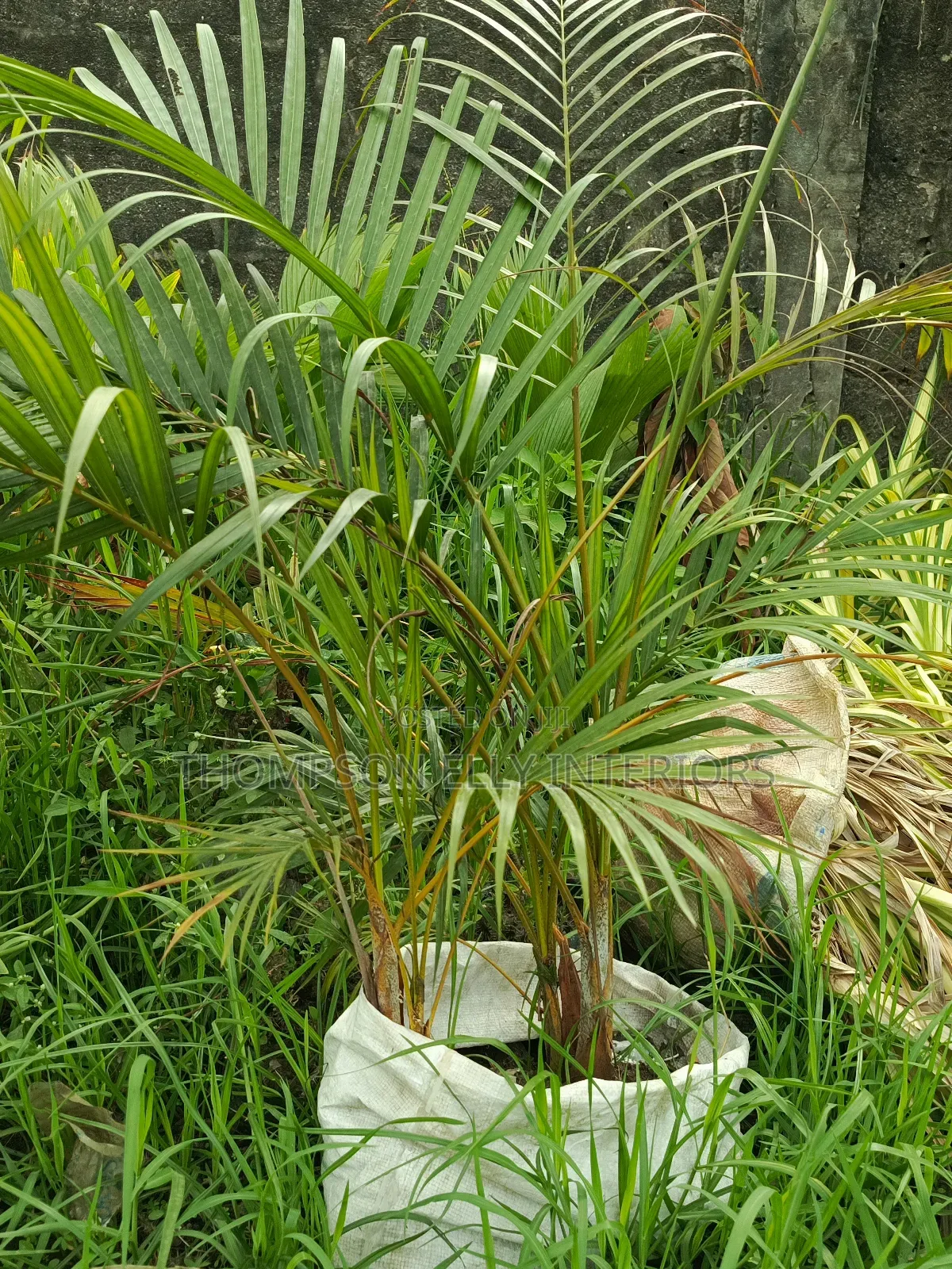 Golden Palm Plant
