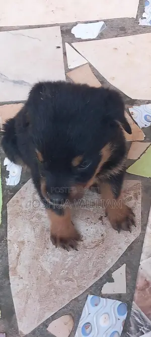 0-1 month Male Purebred Rottweiler
