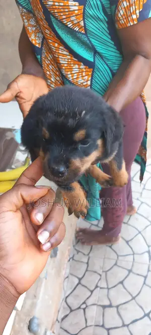 0-1 month Male Purebred Rottweiler