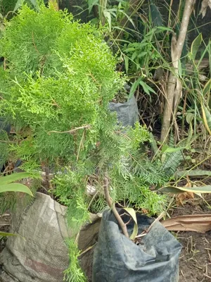 Christmas Tree Plant