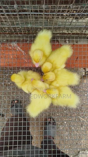 Muscovy Ducklings