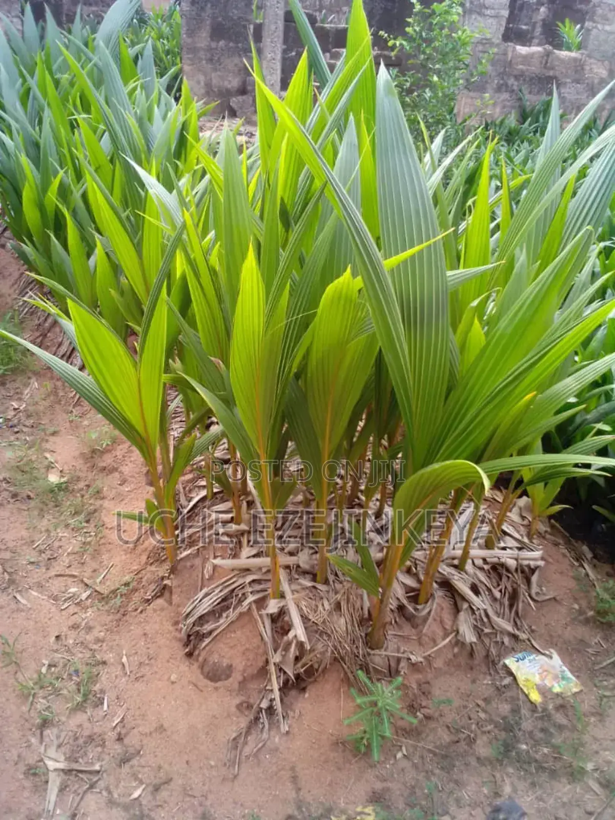 Hybrid Coconut