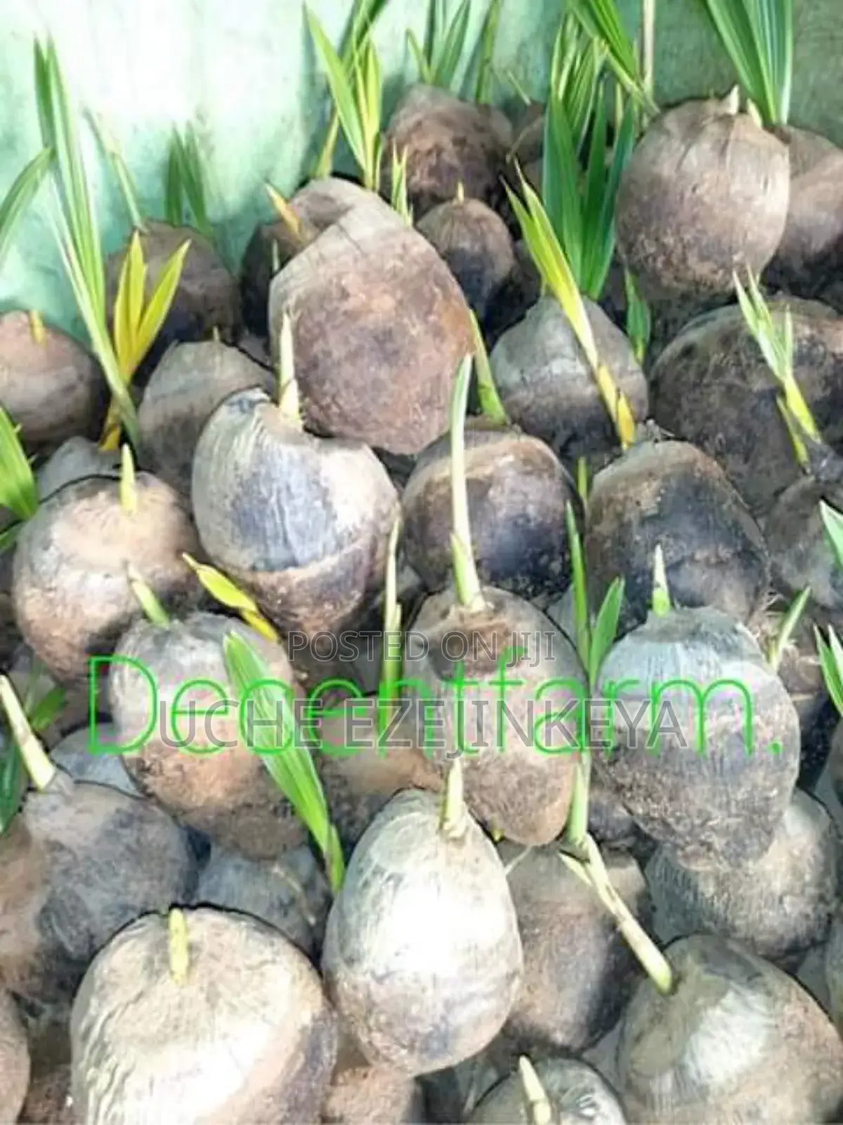 Hybrid Coconut