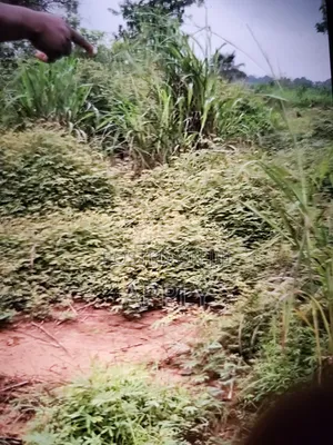 3 Plots of Land Available for Sell in Aguleri