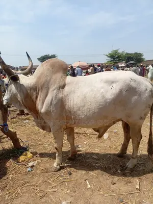 Big Healthy Live Cows for Sale