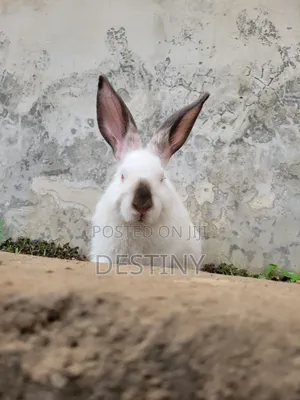 Bunnies on Ground