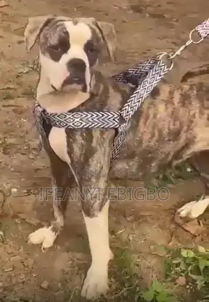 6-12 months Female Purebred American Bulldog