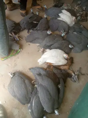 Healthy Guinea Fowls