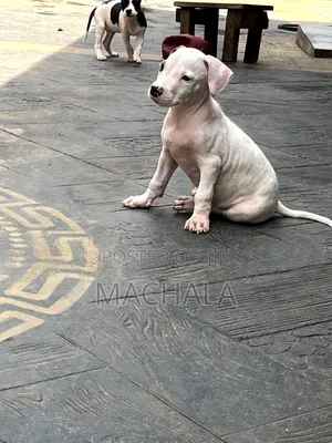 1-3 months Male Purebred American Pit Bull Terrier