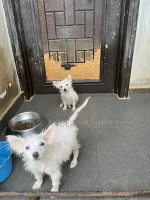 1-3 months Male Purebred American Eskimo