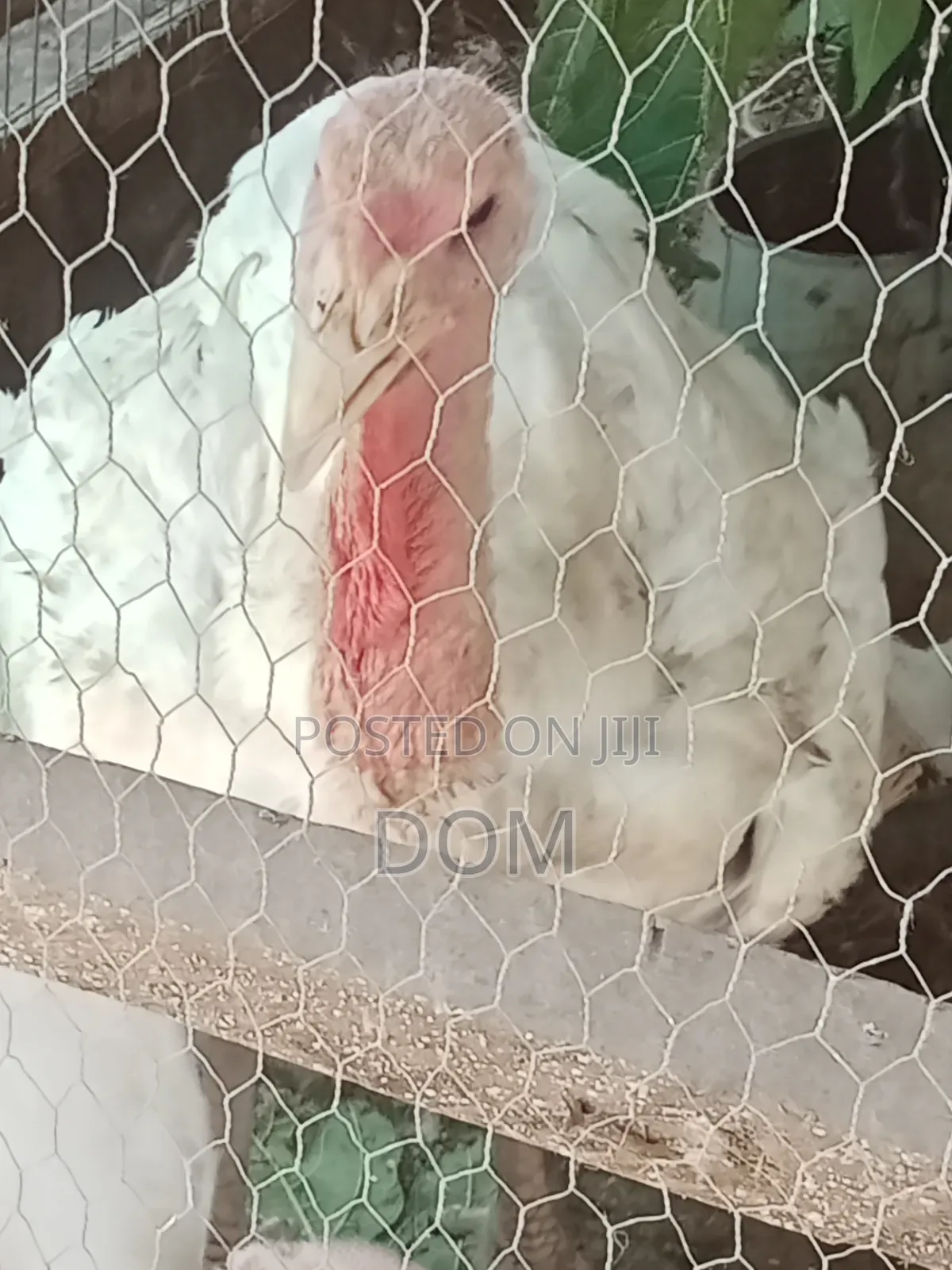 Big Foreign Live Turkey