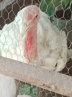 Big Foreign Live Turkey