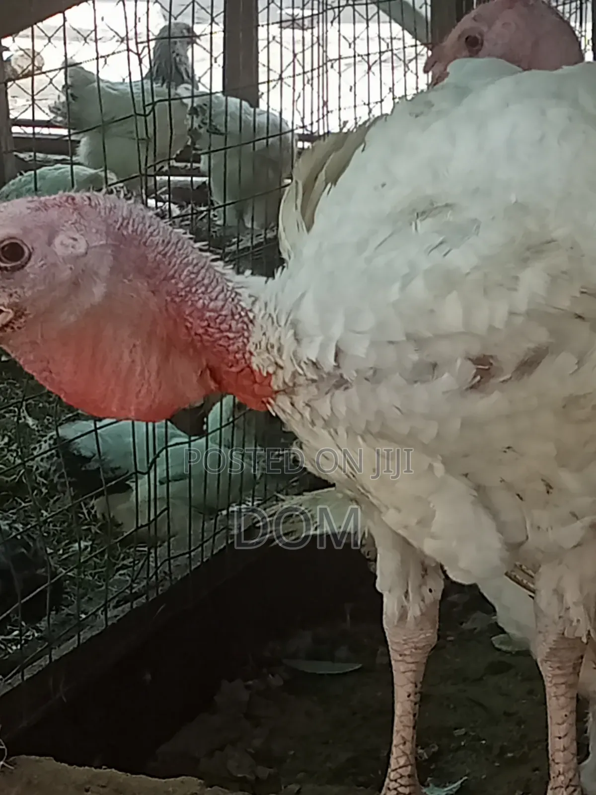 Big Foreign Live Turkey