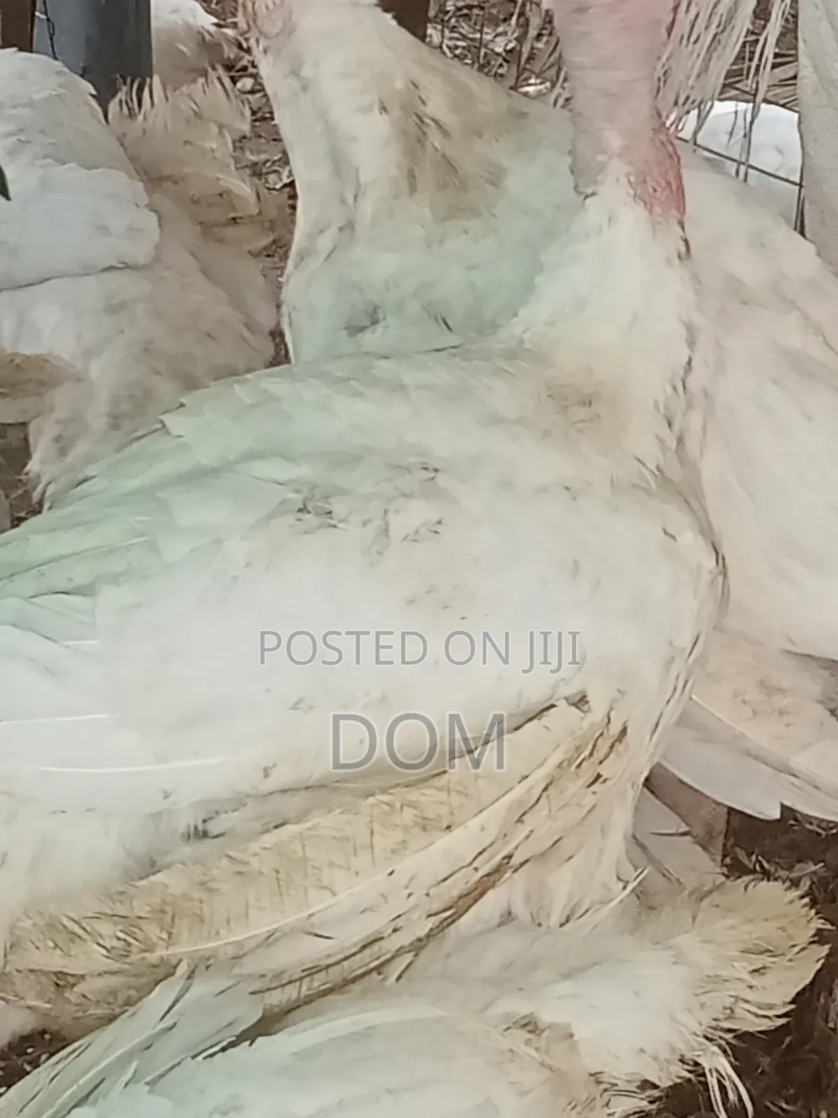 Big Foreign Live Turkey