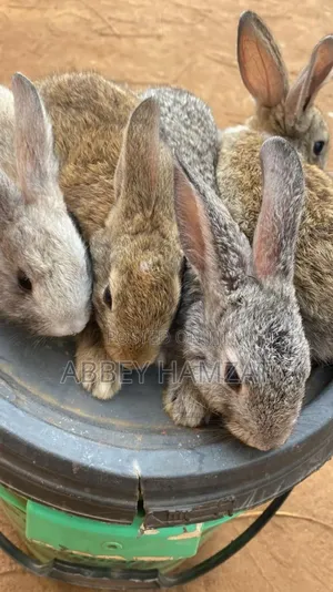 Rabbit Breeds for Sale