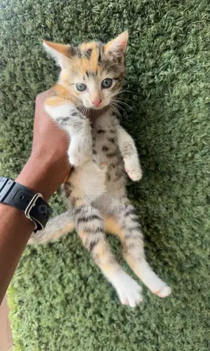 1-3 months Female Mixed Breed American Shorthair