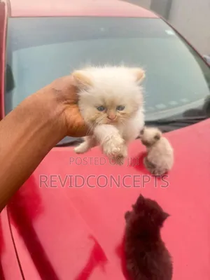 1-3 months Male Purebred Persian