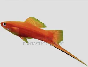 Swordtail Fish for Aquariums