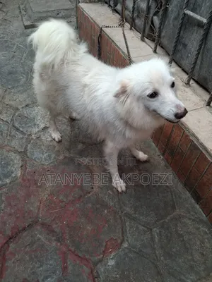 1+ year Female Purebred American Eskimo