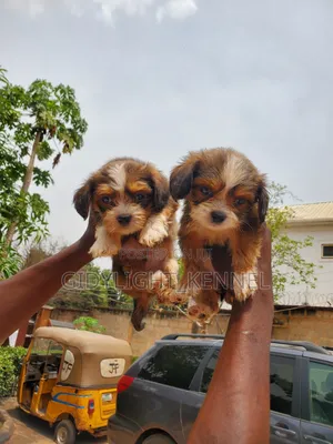 1-3 months Female Purebred Lhasa Apso