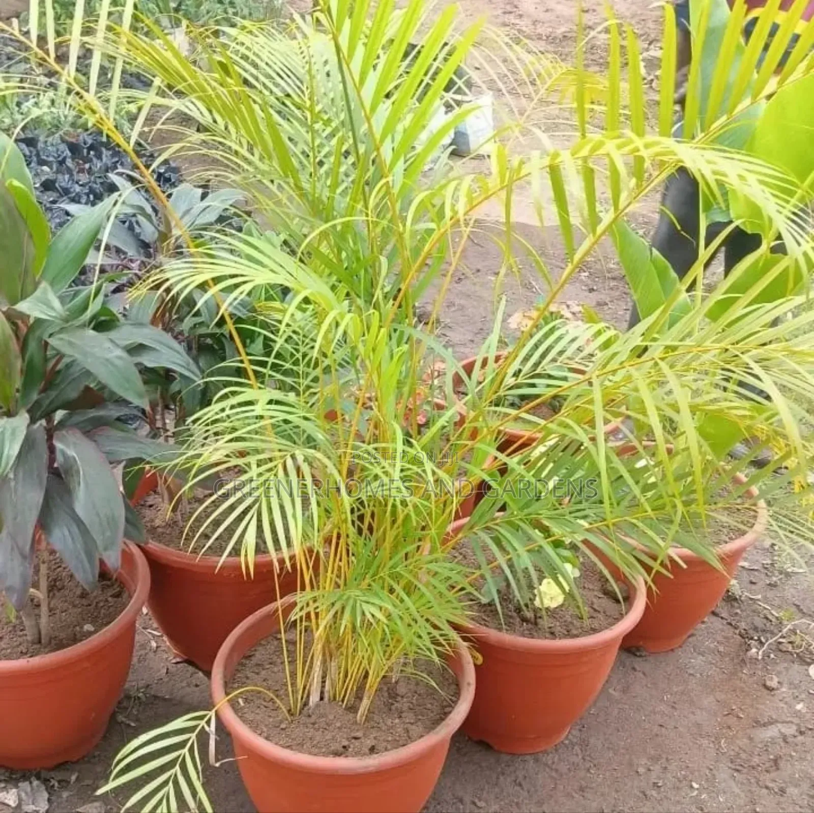 Potted Palms