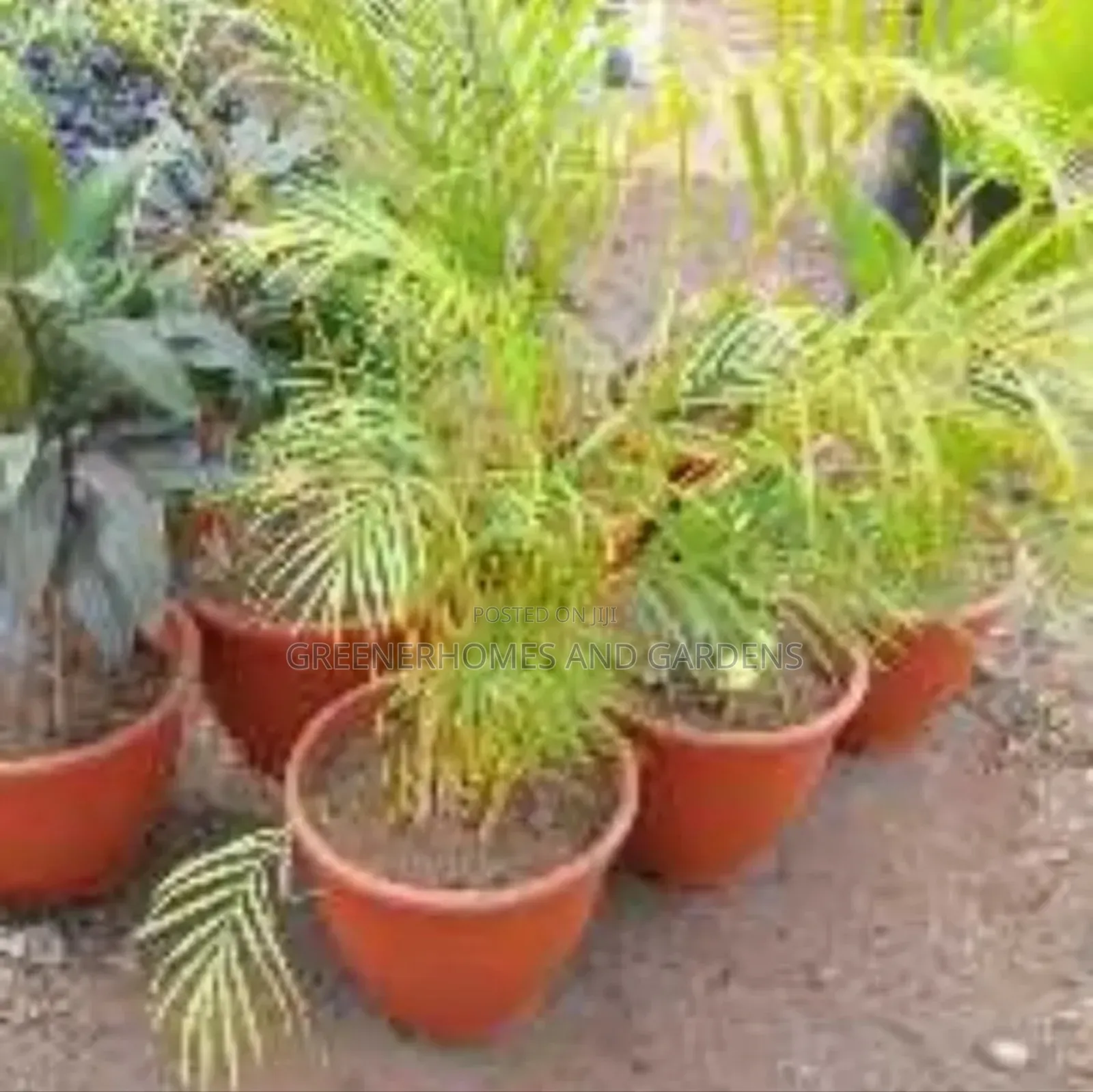 Potted Palms