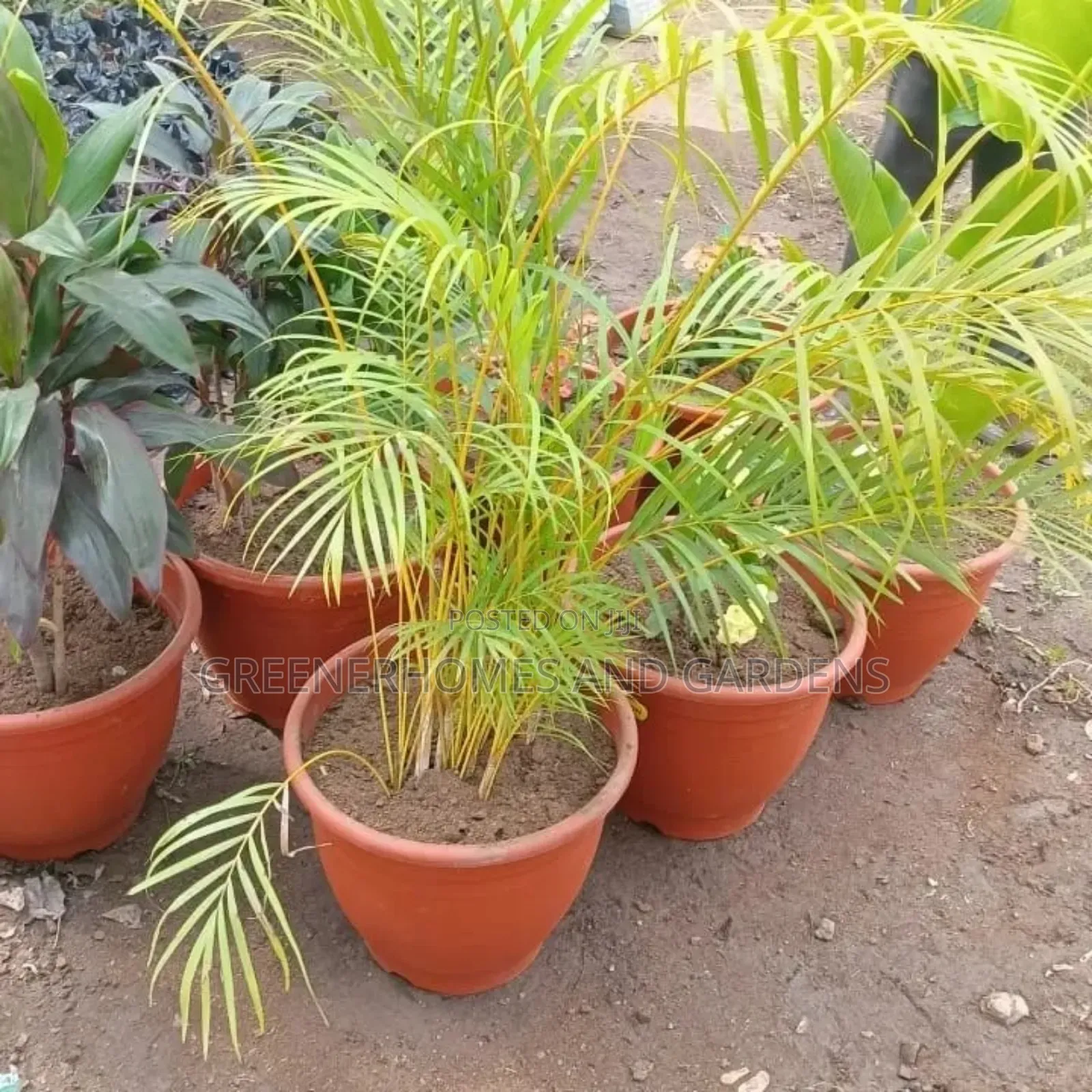 Potted Palms