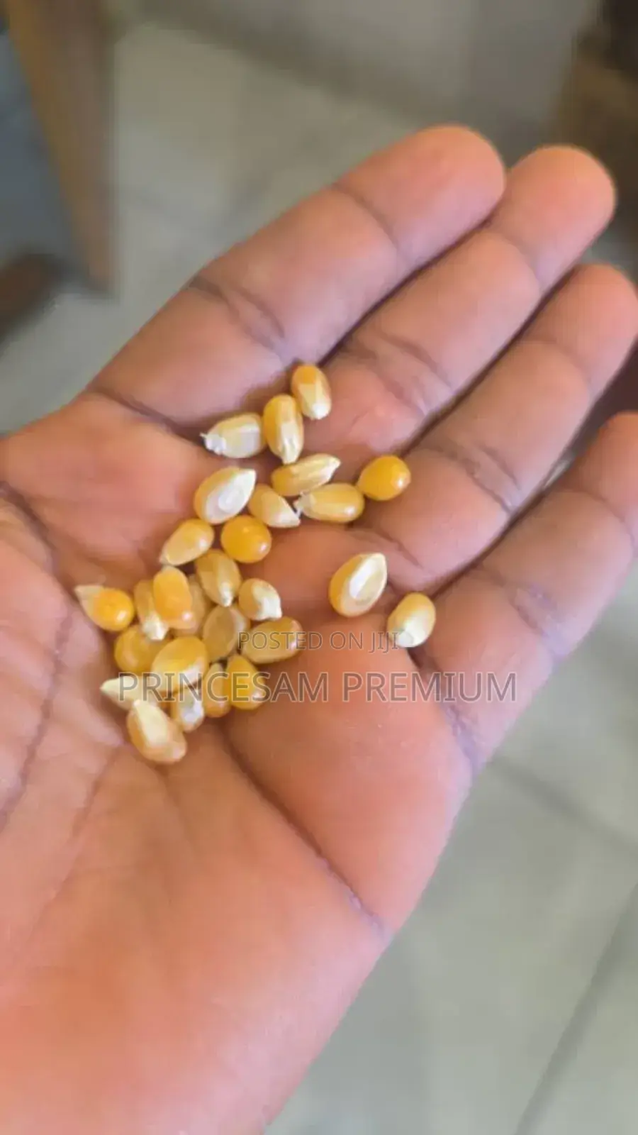 Star Popping Premium Seed