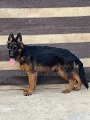 3-6 months Male Purebred German Shepherd