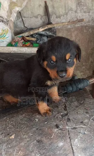 1-3 months Female Purebred Rottweiler