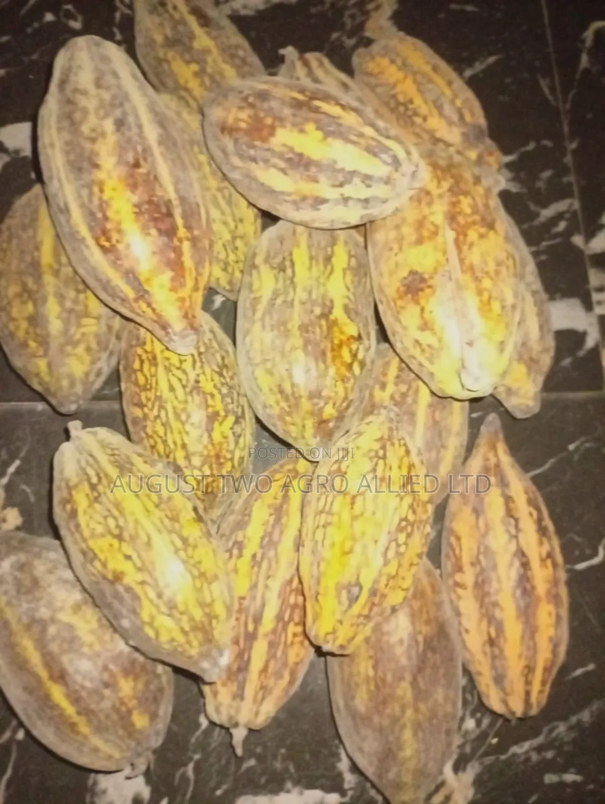 Hybrid Cocoa Seedlings