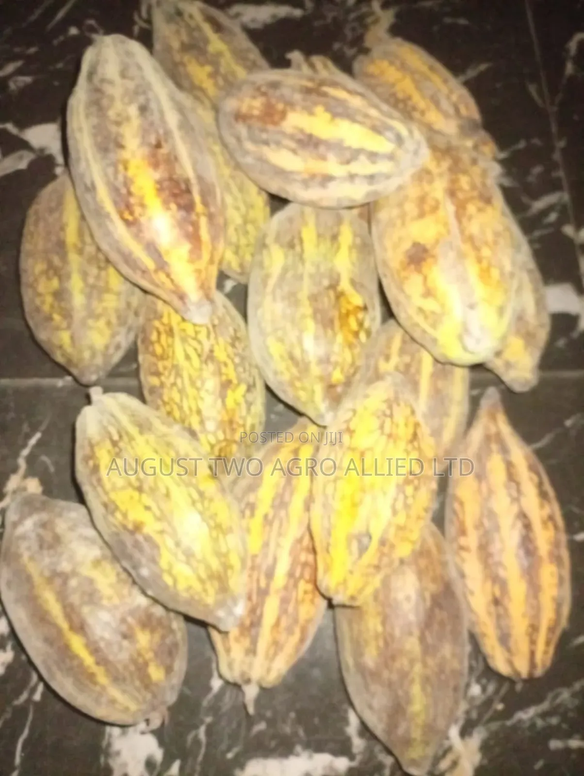 Hybrid Cocoa Seedlings