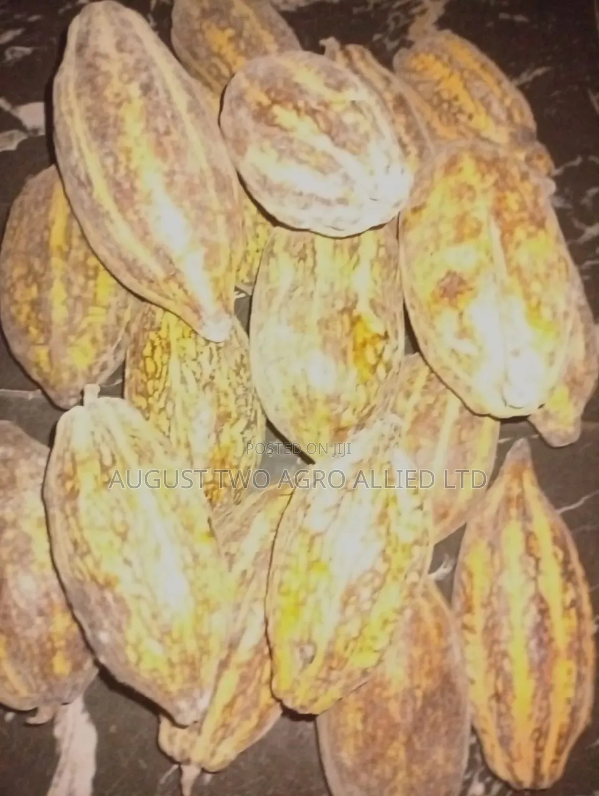 Hybrid Cocoa Seedlings