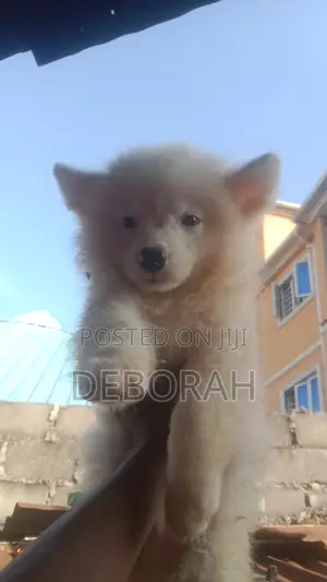 1-3 months Female Purebred American Eskimo