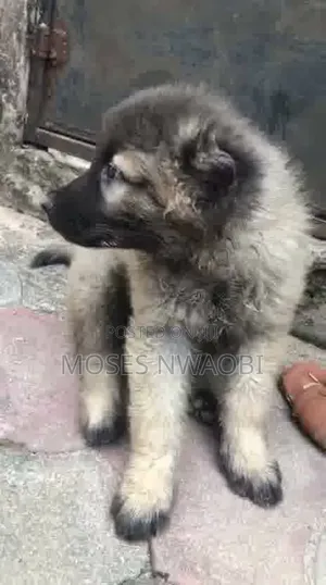 1-3 months Male Purebred Caucasian Shepherd