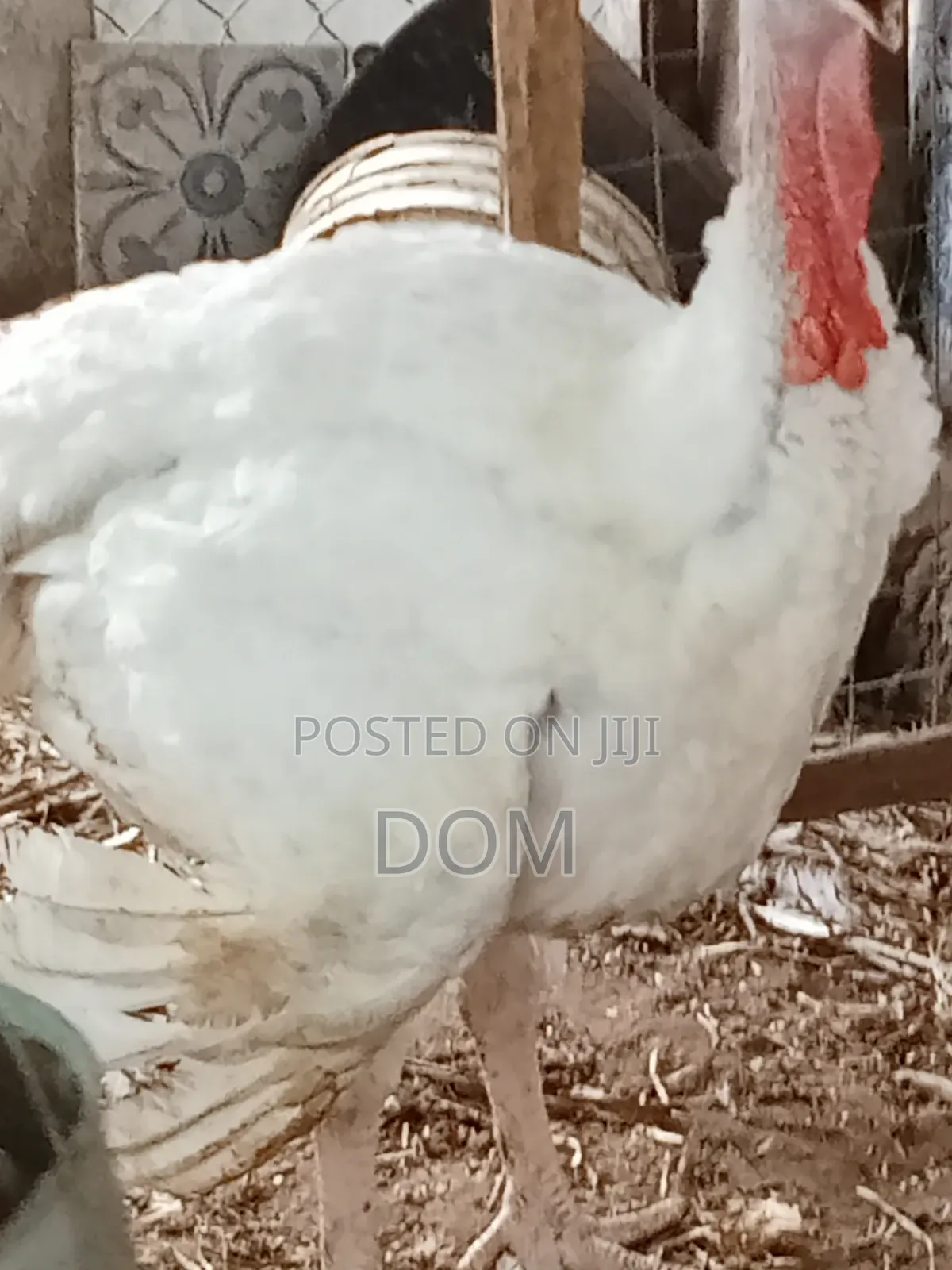 Big Foreign Live Turkey