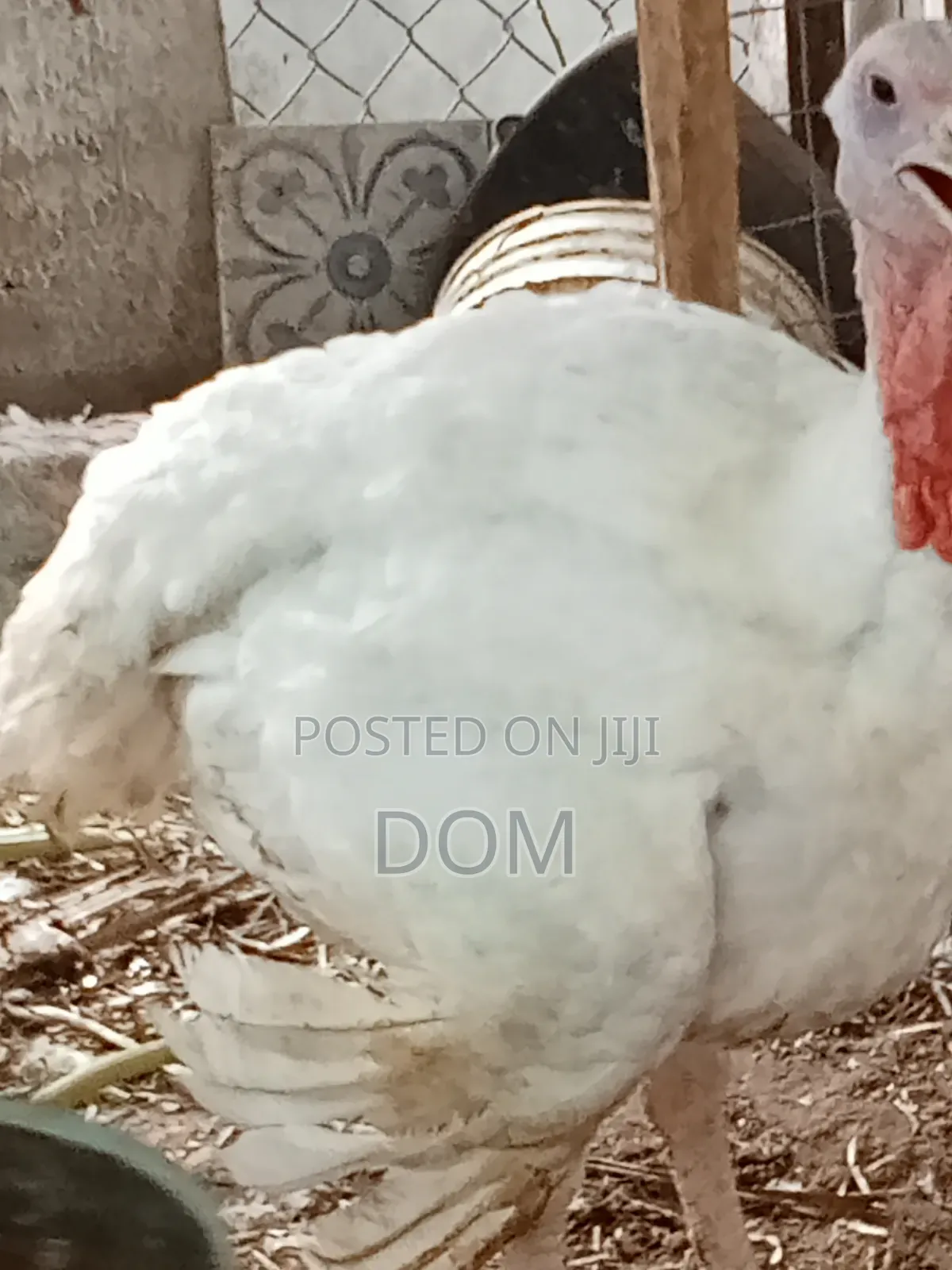 Big Foreign Live Turkey