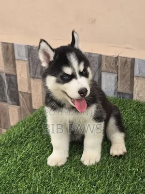 1-3 months Male Purebred Siberian Husky