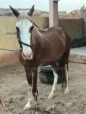 Male Horse