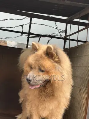 1+ year Male Purebred Chow Chow