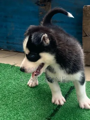 1-3 months Female Purebred Siberian Husky