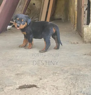 1-3 months Female Purebred Rottweiler