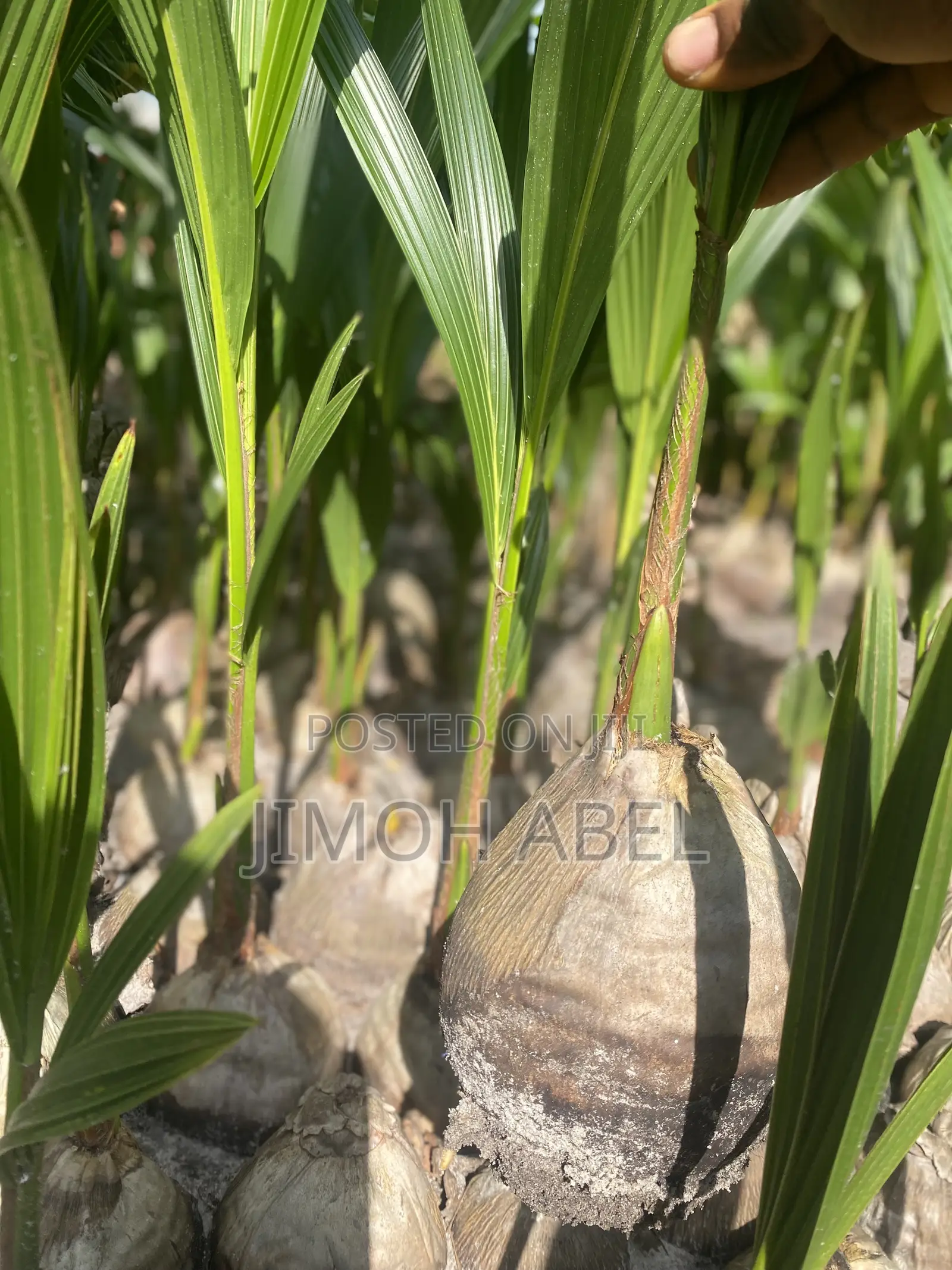 Hybrid Coconut Seedlings