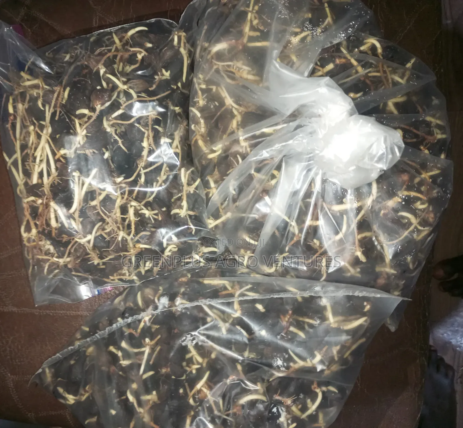 Hybrid Oil Palm Sprouted Seeds