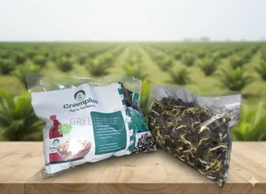 Hybrid Oil Palm Sprouted Seeds