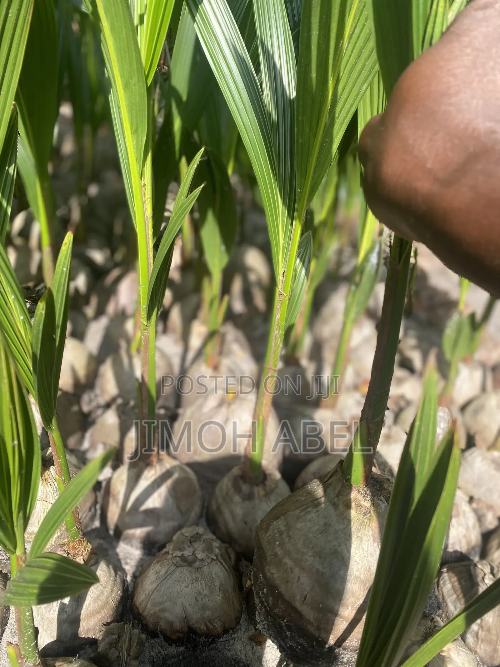 Dwarf Coconut Seedlings