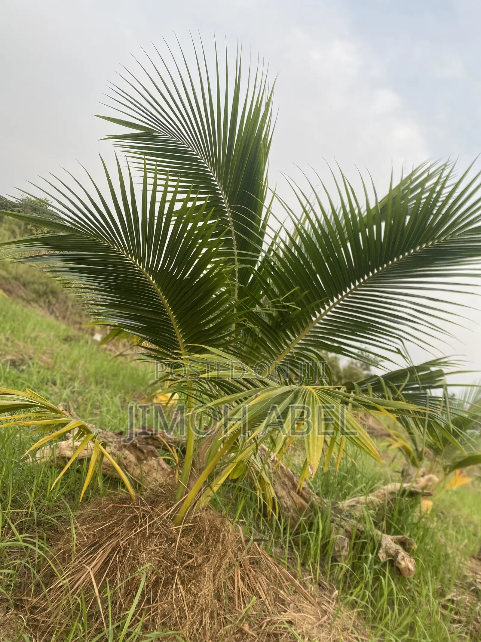 Dwarf Coconut Seedlings