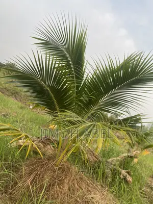 Dwarf Coconut Seedlings