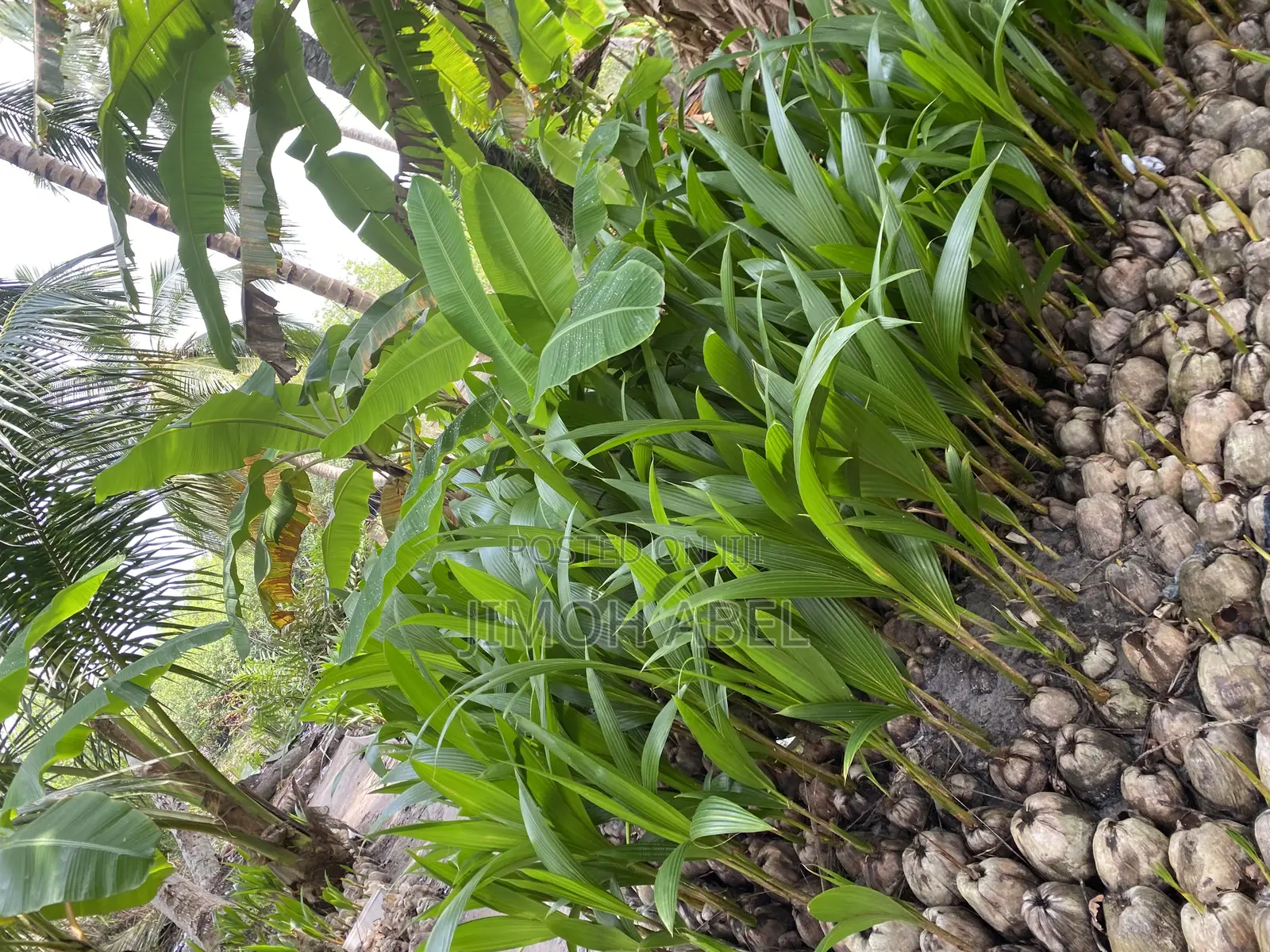 Dwarf Coconut Seedlings